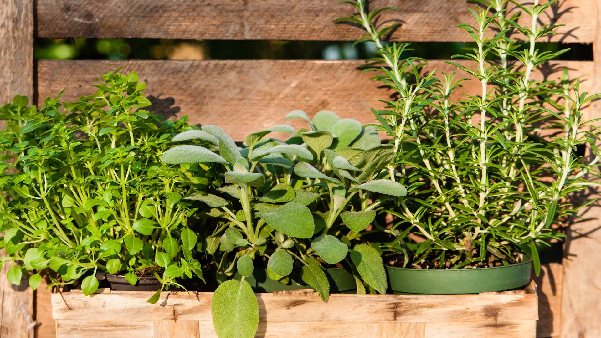 Piante aromatiche in autunno: come coltivarle e conservarle per l’inverno